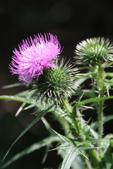 Blooming thistle on the dark background