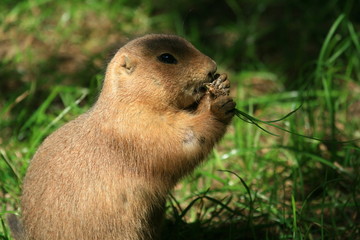 Präriehunde (Cynomys)