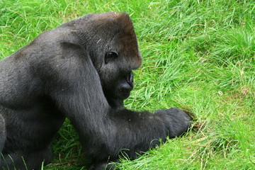 Gorillas (Gorilla)