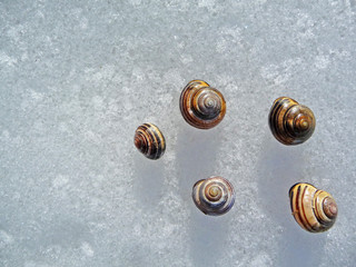 Snail shells on ice