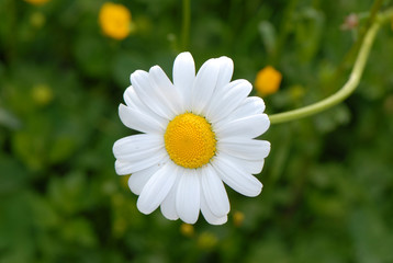 stokrotka, daisy