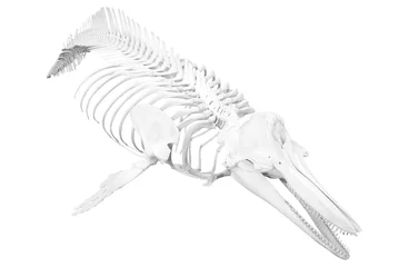 Crédence de cuisine en verre imprimé Dauphin dolphin skeleton isolated