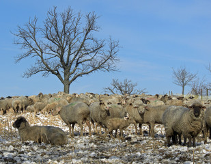 Schafherde im Winter
