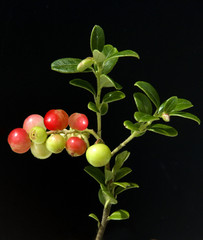 Preiselbeeren