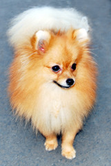 Pomeranian Dog