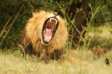 Lion, Panthera leo