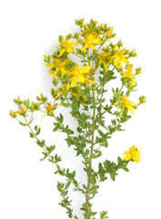 Johanniskraut, Tüpfel