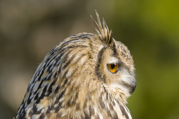 Bengal Eagle Owl