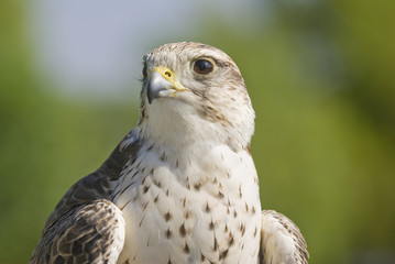 Saker Falcon