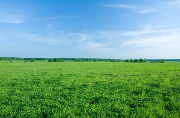 Green meadow