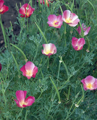 Kalifornischer Mohn