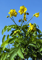 Chinesische Senna