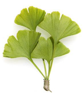 Ginkgo biloba