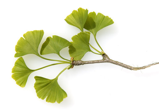 Ginkgo biloba