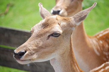 damwild