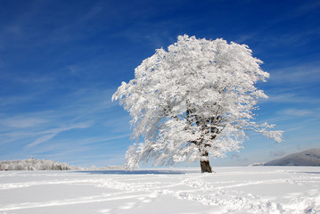 Baum im Schnee