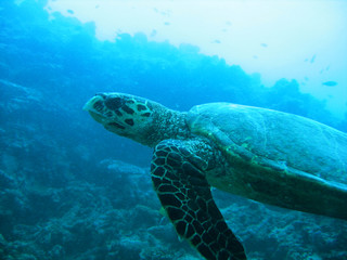 Fototapeta premium Turtle