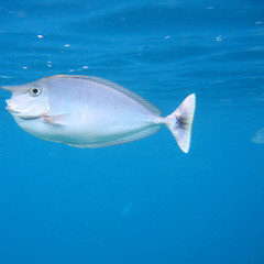 Surgeonfish 2
