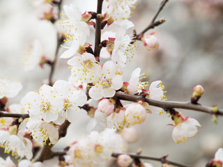 apricot blossoms