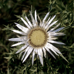 Silberdistel