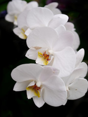 Fototapeta na wymiar Phalaenopsis storczyków