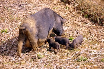 A pot bellied pig with three young ones