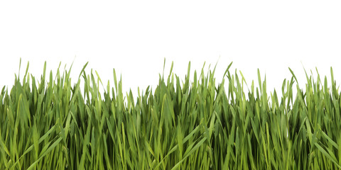 Green Grass on White Background