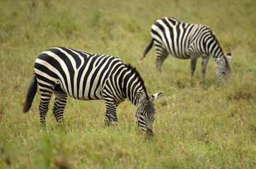Fototapeta na wymiar Zebry - zwierzęta z białymi i czarnymi pasami afrykańskich.