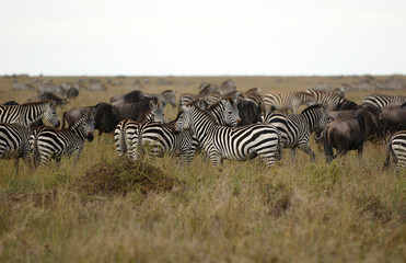 Fototapeta na wymiar Zebry - zwierząt afrykańskich w paski białe i czarne.