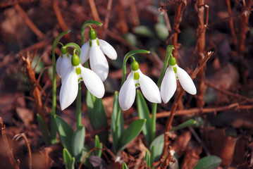 Obraz premium Snowdrops
