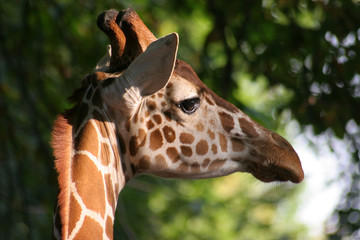 giraffe, afrika