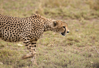 The cheetah, fastest land animal from the cat family.