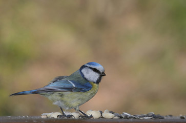 Blaumeise