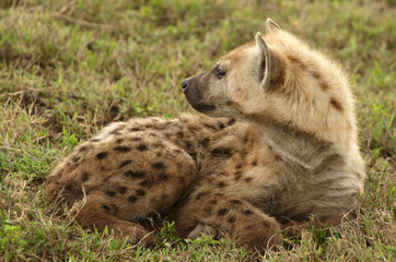 Spotted (Laughing ) Hyena, is a carnivorous mammal.