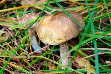 Birch mushroom