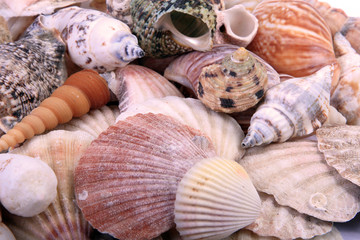 Sea Shells