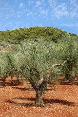 Fototapeta premium Olive trees plantation on the island of Zakynthos, Greece.