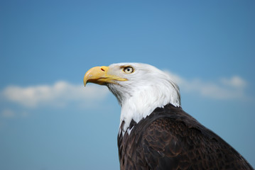 Seeadler