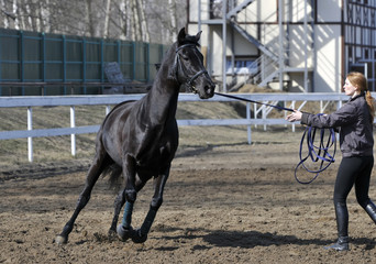 girl and horse