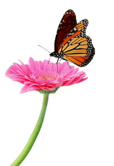 Gerbera and Monarch