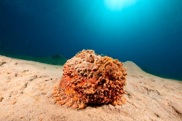 stonefish