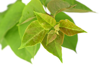 pousse nouvelle de bougainvillée