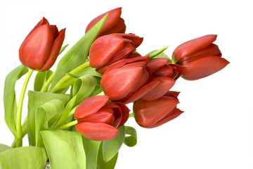 red tulips