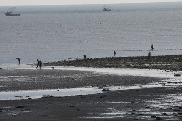 Les pêcheurs à pieds de Quiberon