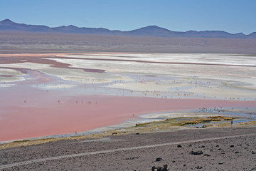 Laguna Colorado (red Lake)
