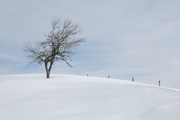 Paysage d'hiver, Aubrac, arbre