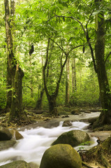 green forest and river