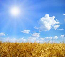 field