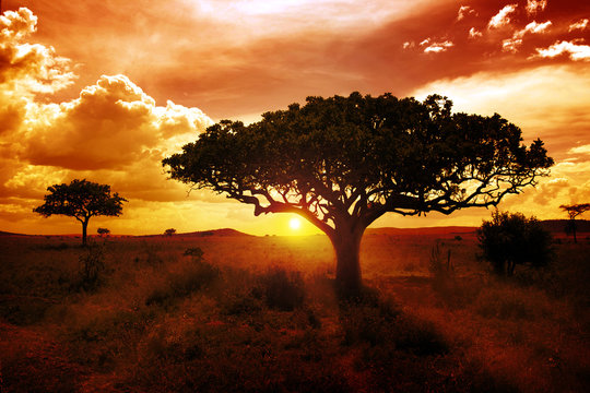 Fototapeta Zachód słońca w Afryce