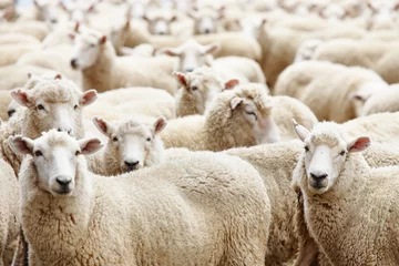Foto op Canvas Kudde schapen © Dmitry Pichugin